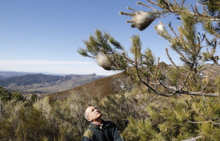 action must be taken before spring to avoid the proliferation of processionary caterpillars