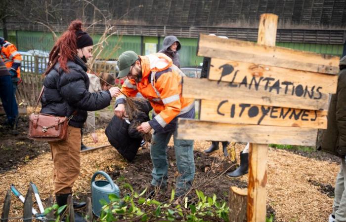 Towers. 5th edition of Citizen Plantations: here’s how to participate