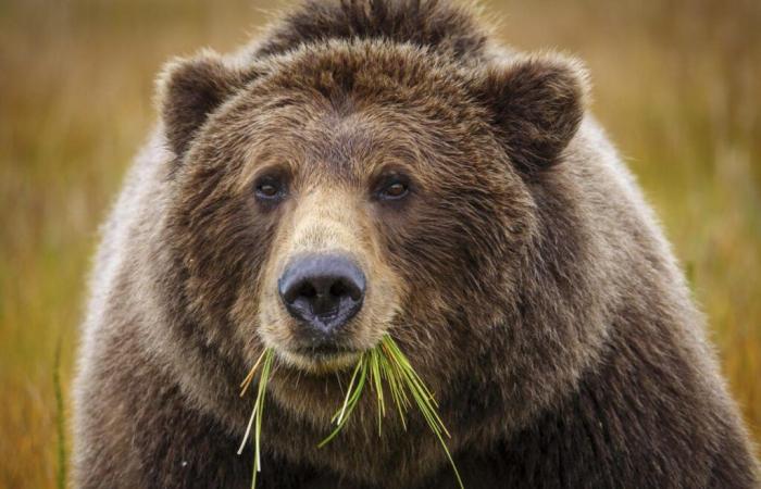 the two sisters who saw the bear