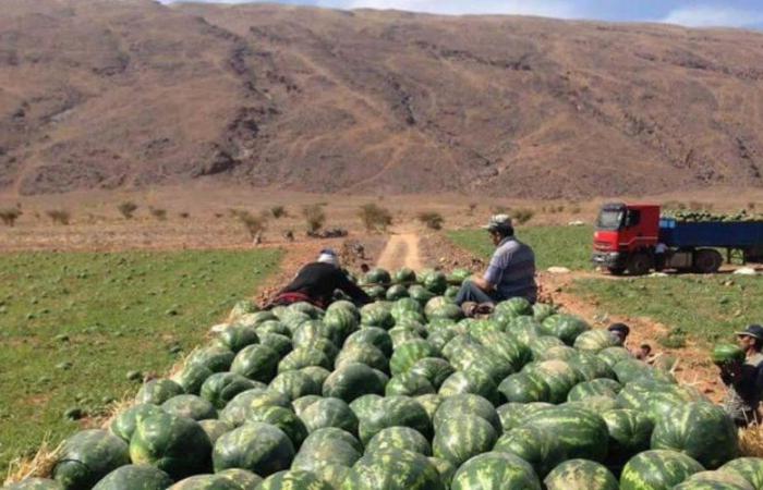 watermelon fields destroyed