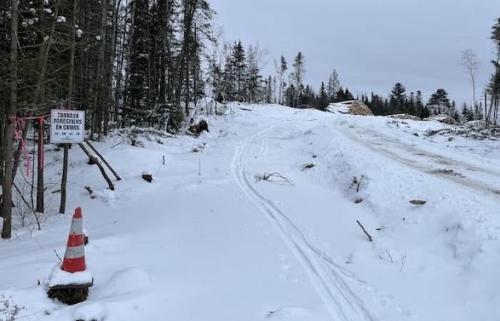 Logging in progress on Rio Tinto land in Arvida