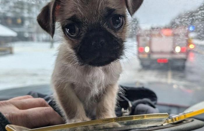 A puppy rescued from the rubble of a fire