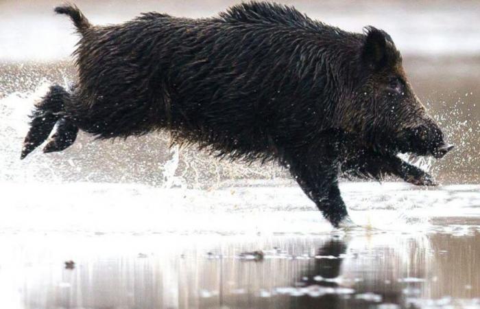 Haute-Loire. A wild boar trapped in the frozen water of the Lavalette dam