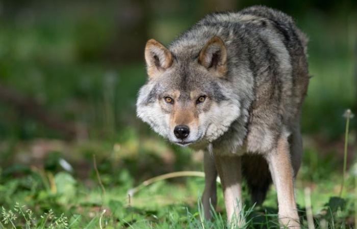 Presence of wolves in Maine-et-Loire: reinforced measures to protect farms