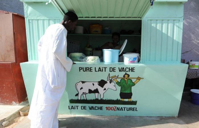 In Senegal, the milk sector at the heart of “food sovereignty” defended by the authorities