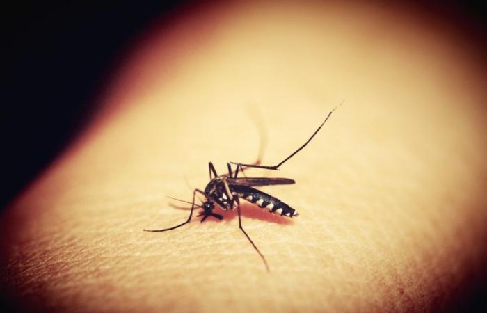 Infectious diseases: mosquitoes are increasingly scrutinized in Pasteur to limit transmission