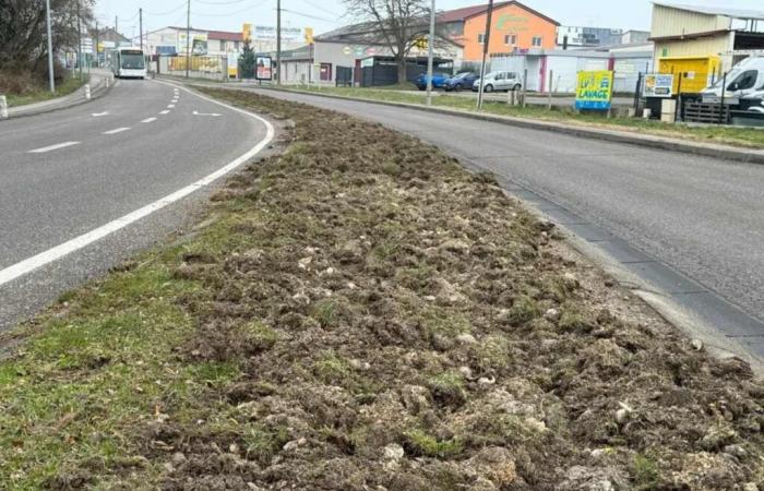 Meurthe-et-Moselle: How wild boars devastate the infrastructure of a municipality