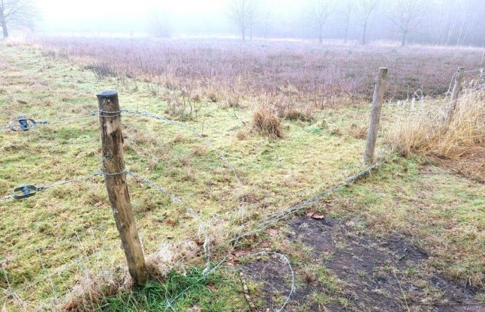 the Highland cows were there