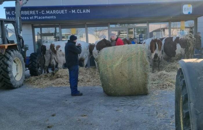 Pictures. In conflict with their insurer, the farming couple brings their animals to the Pontarlier agency