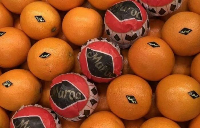 Citrus fruits: this is how the 2024-2025 season is shaping up for Morocco