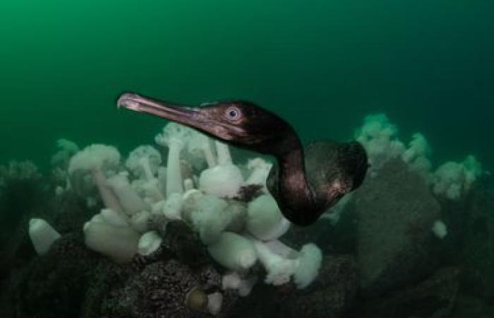 the wonders of the underwater world in pictures