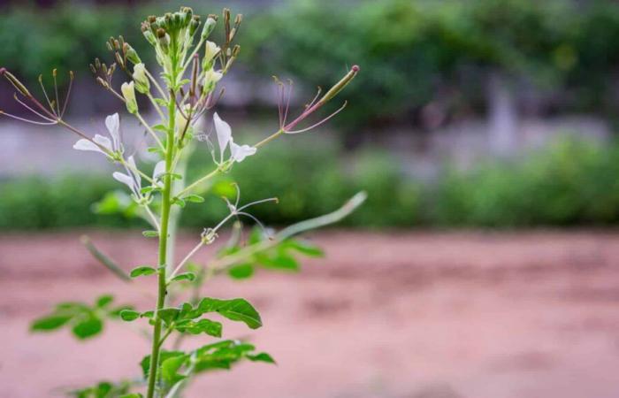 “We need to diversify the food system”