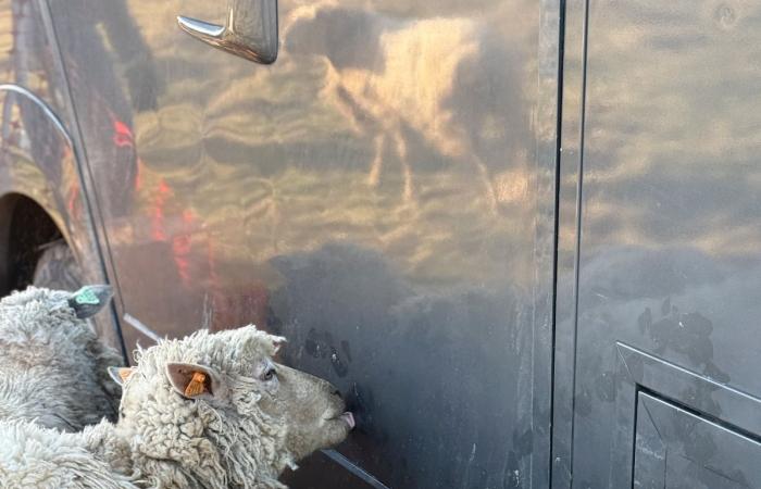 Prairie de la mort in Beauraing: four shelters saved 15 sheep from “extreme mistreatment”, 17 corpses including lambs found (video)