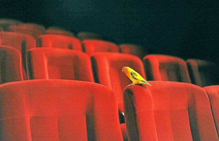 Bird actors for a preview at Cinéville, in Lorient