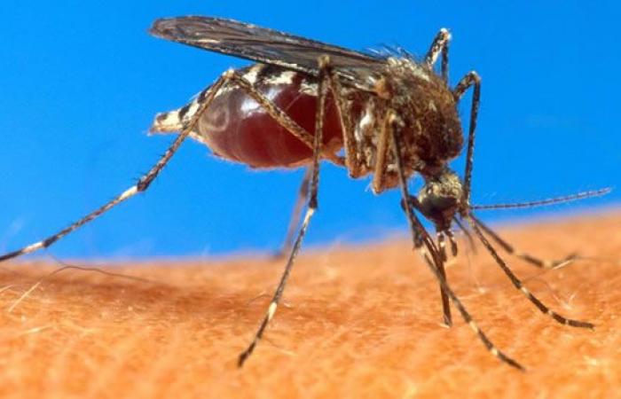 Chikungunya: 54 new cases in one week in Reunion