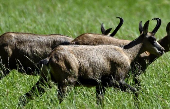 Doubs. Animal rights activists and hunters increasingly divided on the chamois issue