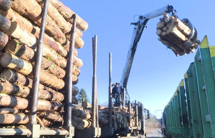 This small mountain station comes back to life: a long journey by special train to save these bark-bearing woods