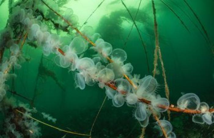 the wonders of the underwater world in pictures