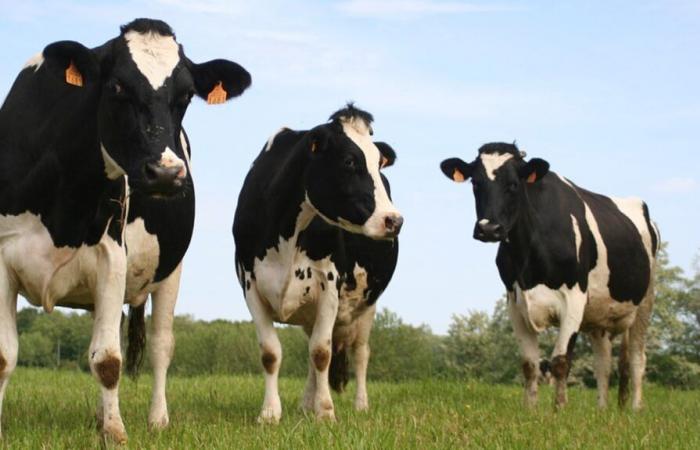 Seven of their cows are slaughtered after an error in diagnosis, breeders demand 230,000 euros