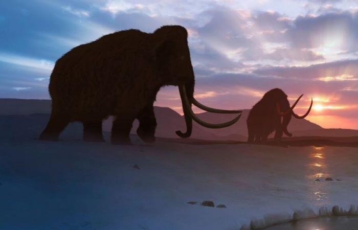 Mammoths: cooler than life