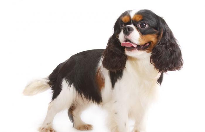 The popularity of the Cavalier King Charles Spaniel in different countries