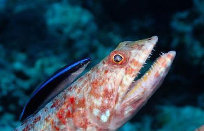 the wonders of the underwater world in pictures