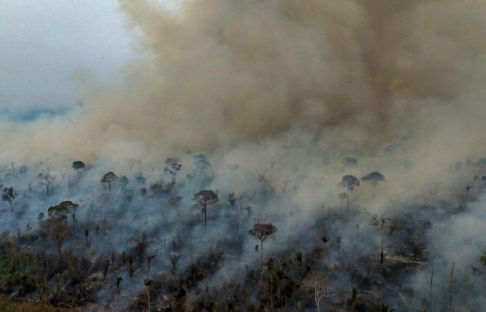 Area destroyed by fires on the rise in Brazil