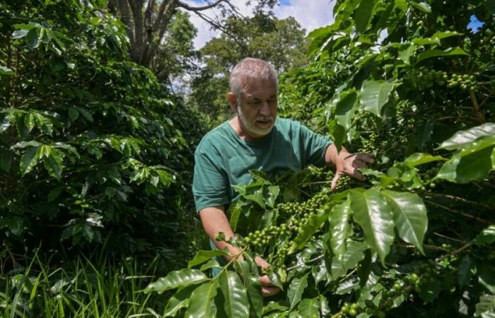 Brazil: when drought causes the price of coffee to soar