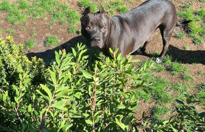 The dog Zeus, 4 years old, died from being massacred with a shovel near Toulouse