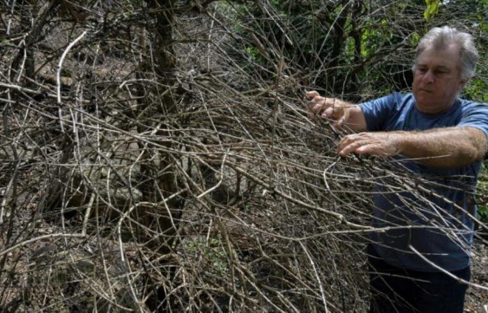 Brazil: when drought causes the price of coffee to soar