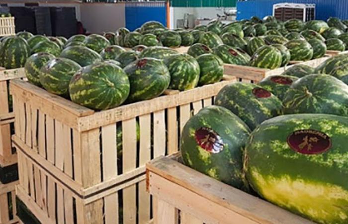 watermelon exports in free fall