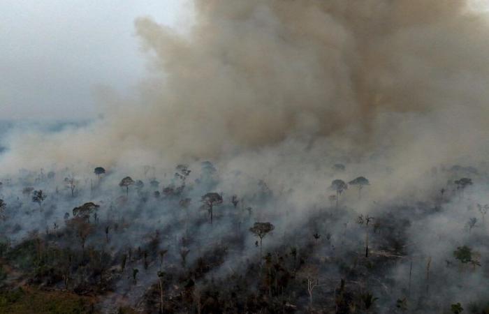 South America: Area destroyed by fires on the rise in Brazil