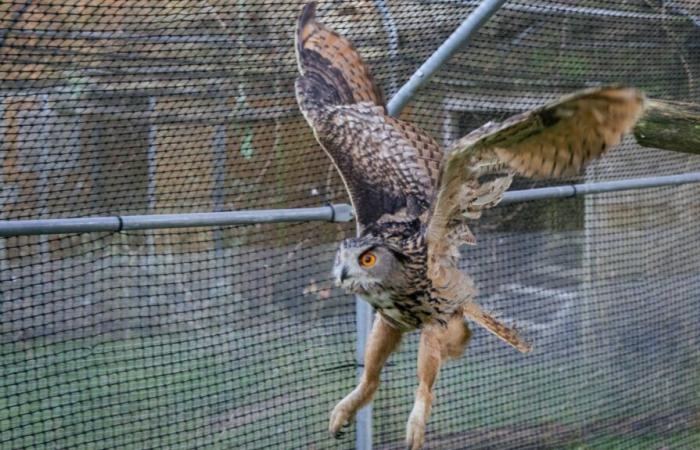 A grand duke released between Vienne and Indre-et-Loire