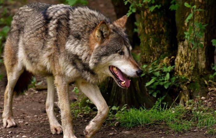 The wolf returning to Seine-Maritime? An animal found near Le Havre