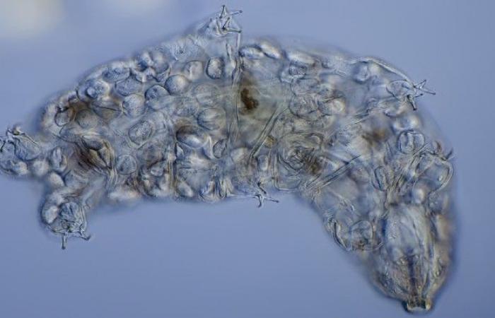 Tardigrades have recovered genes from extinct species to become (almost) indestructible