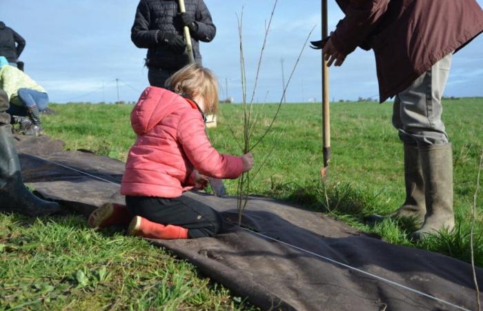 New hedges will be planted in this area of ​​Calvados: a call for volunteers