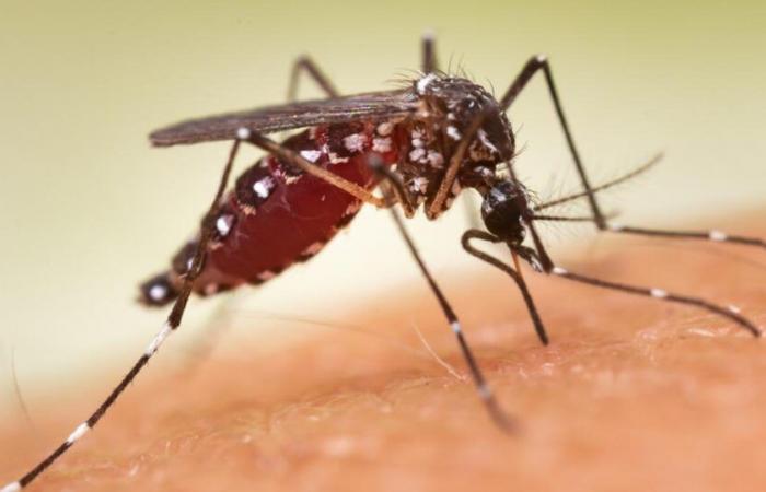 Mosquitoes with “toxic” sperm developed to fight tropical diseases