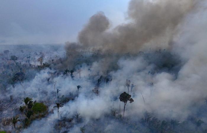 the plant area burned by fires jumped by 79% in 2024