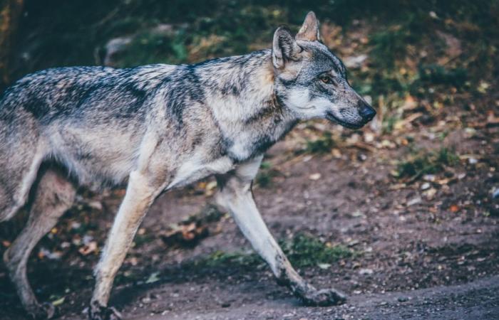 is the wolf back in Seine-Maritime?