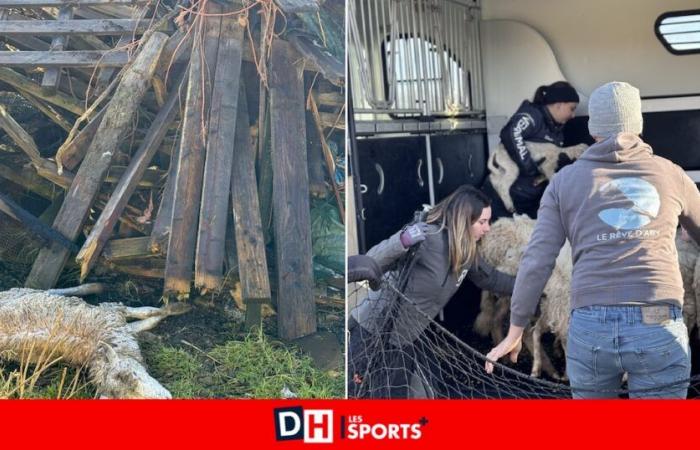 Prairie de la mort in Beauraing: four shelters saved 15 sheep from “extreme mistreatment”, 17 corpses including lambs found (video)