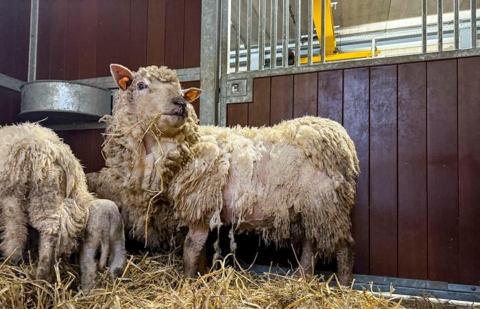 Prairie de la mort in Beauraing: four shelters saved 15 sheep from “extreme mistreatment”, 17 corpses including lambs found (video)