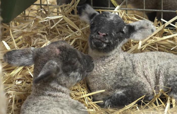 The lambing period, a decisive stage for salt meadow lamb breeders in the Bay of Somme