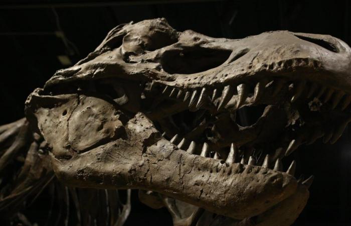 A new species of terrifying dinosaur resurfaces after a century of oblivion