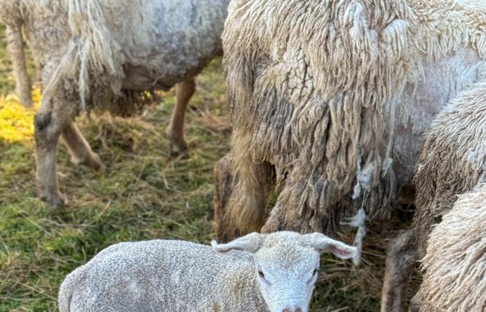 Prairie de la mort in Beauraing: four shelters saved 15 sheep from “extreme mistreatment”, 17 corpses including lambs found (video)