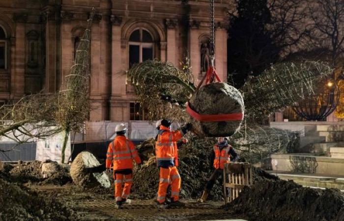 Paris and its urban forest madness