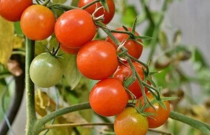 The drop in Moroccan production in January impacts the world supply of tomatoes – AgriMaroc.ma