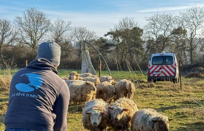 Prairie de la mort in Beauraing: four shelters saved 15 sheep from “extreme mistreatment”, 17 corpses including lambs found (video)