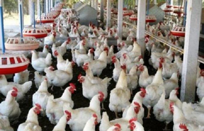 The poultry industry in Senegal: between soaring prices and growing demand: a crisis that shakes the players