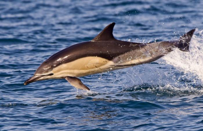 fishing banned to save dolphins