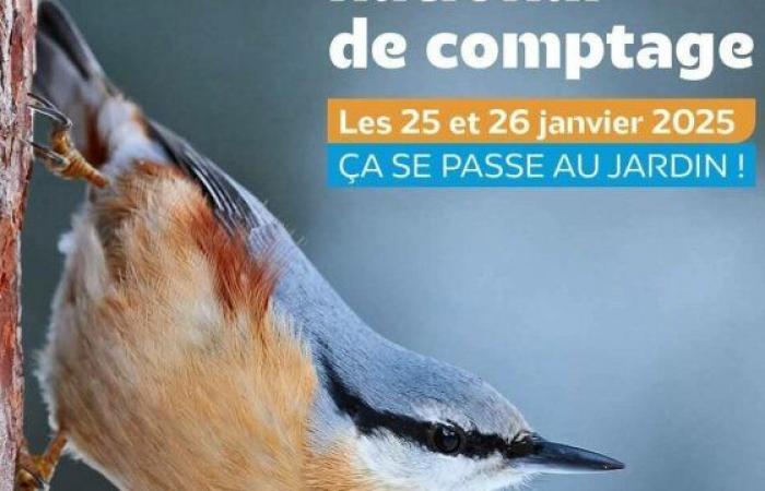 Take part in the winter counting of garden birds – Le Petit Journal